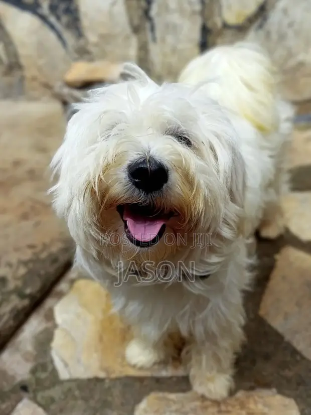 Purebred Maltese Puppy, 3-6 Months - 1