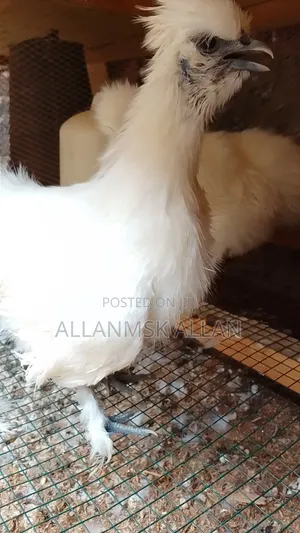 Silkie Bantam Hens