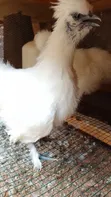 Silkie Bantam Hens - 1