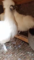 Silkie Bantam Hens - 2