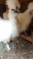 Silkie Bantam Hens - 3