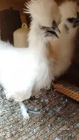 Silkie Bantam Hens - 4