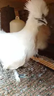 Silkie Bantam Hens - 5