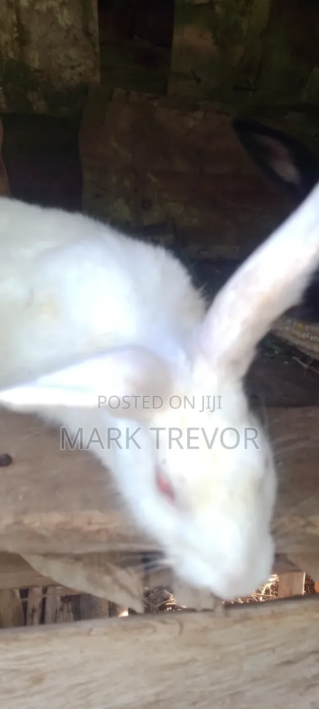 New Zealand White Rabbits - 2 Months Old - 1