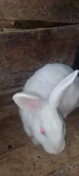 New Zealand White Rabbits - 2 Months Old - 2
