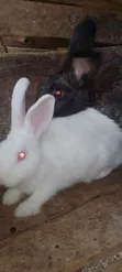 New Zealand White Rabbits - 2 Months Old - 3