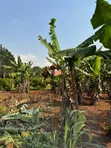 Land for Sale in Nakifuma Kakinzi - 2