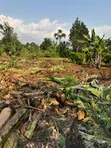 Land for Sale in Nakifuma Kakinzi - 3