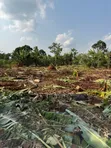 Land for Sale in Nakifuma Kakinzi - 4