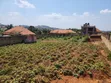 3 Plots for Sale - Buloba Nsangi Rd (Manja) - 1