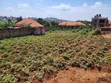 3 Plots for Sale - Buloba Nsangi Rd (Manja) - 2