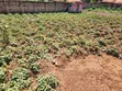 3 Plots for Sale - Buloba Nsangi Rd (Manja) - 3
