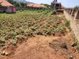 3 Plots for Sale - Buloba Nsangi Rd (Manja) - 4