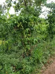 1 Acre Land for Sale in Lugazi, Najjembe Buvuunya - 2