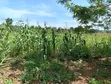 1 Acre Land for Sale in Lugazi, Najjembe Buvuunya - 3