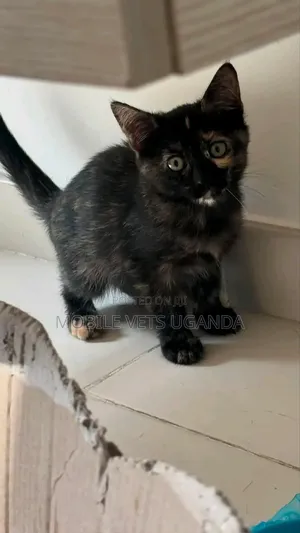 1-3 Month Male Purebred American Wirehair Kitten