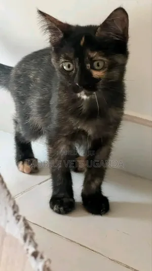 Female American Curl Kitten, 3-6 Months