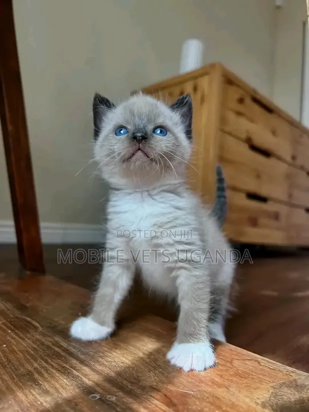 1-3 Month Old Male Purebred Ragdoll Kitten - 1