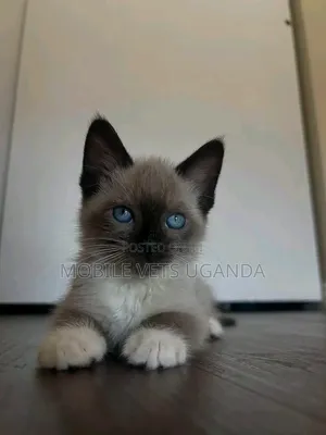 Female Purebred Ragdoll Kitten (1-3 Months)