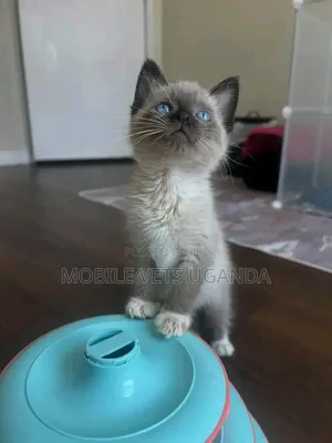 1-3 Month Male Purebred Ragdoll Kitten