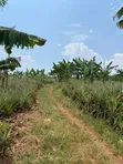 478 Acres for Sale in Kamira, Kikyusa (Luweero) - 2