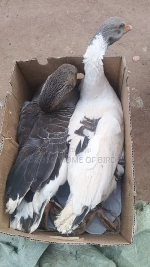 Mature Geese for Sale