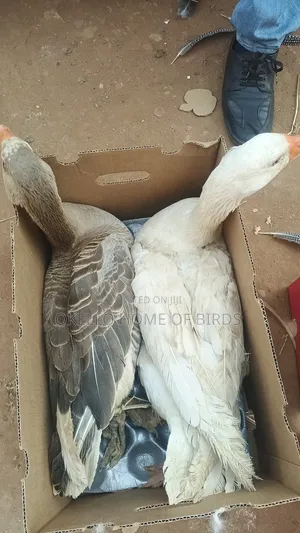 Mature White and Grey Geese for Sale