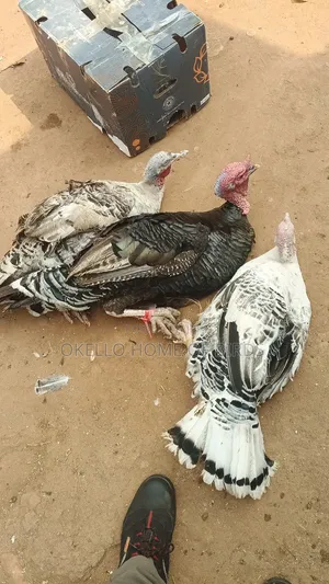 3 Turkeys for Sale (2 Female, 1 Male)