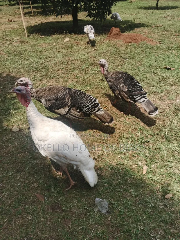 3 Female Turkeys for Sale - 1
