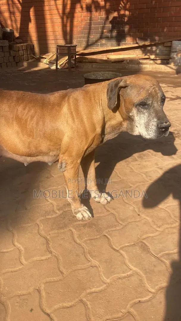 Female Purebred Boerboel Puppy (6-12 Months) - 1