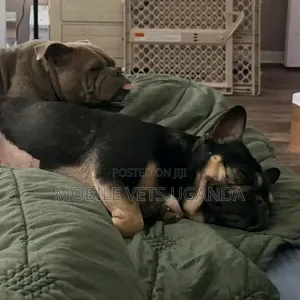 Purebred French Bulldog Puppy - 1-3 Months Male