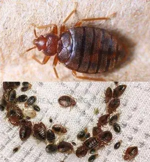 Professional Fumigation & Pest Control Services in Kampala - Aurex Cleaning