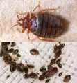Professional Fumigation & Pest Control Services in Kampala - Aurex Cleaning - 1