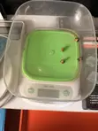 SH-125 Electronic Kitchen Scale - 2