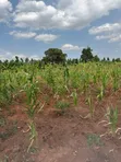 Land for Sale in Nakifuma Magogo, 38km from Kampala - 2