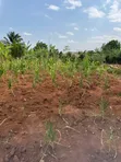 Land for Sale in Nakifuma Magogo, 38km from Kampala - 3