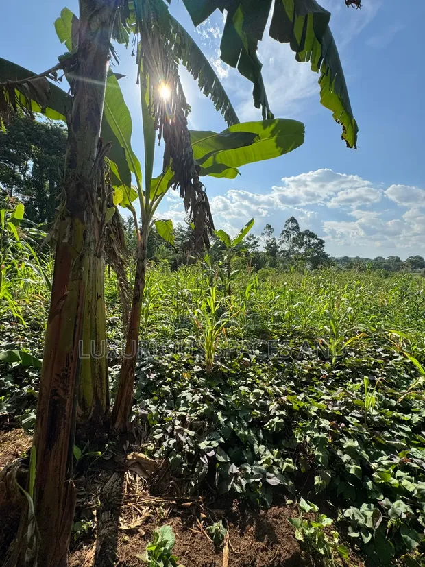 Land Plot for Sale in Kakinzi Nakifuma (100x50ft) - 1