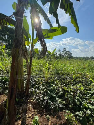 Land Plot for Sale in Kakinzi Nakifuma (100x50ft)
