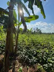 Land Plot for Sale in Kakinzi Nakifuma (100x50ft) - 1