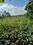 Land Plot for Sale in Kakinzi Nakifuma (100x50ft) - 3