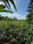 Land Plot for Sale in Kakinzi Nakifuma (100x50ft) - 4