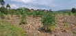 Mukono Industrial Land - 9 Acres for Sale - 4