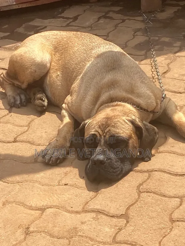 Purebred Boerboel Puppy, 6-12 Months - 1