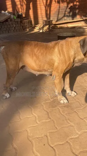 Female Purebred Boerboel, 1+ Year Old