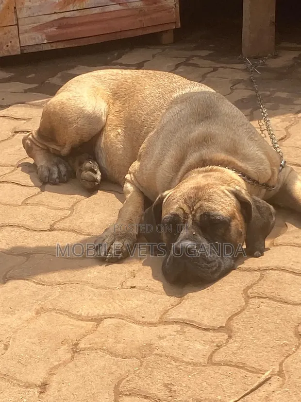 Female Boerboel Puppy, 6-12 Months - 1