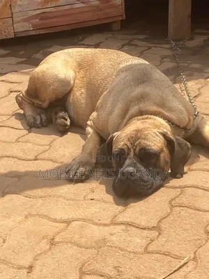 Female Boerboel Puppy, 6-12 Months
