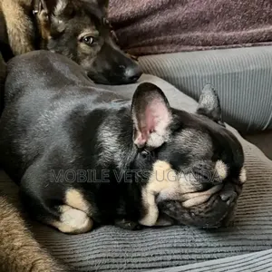 3-6 Month Female Purebred French Bulldog