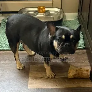 Purebred French Bulldog - 3-6 Months Female