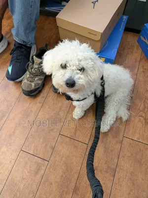 Female Purebred Maltese Puppy, 1-3 Months