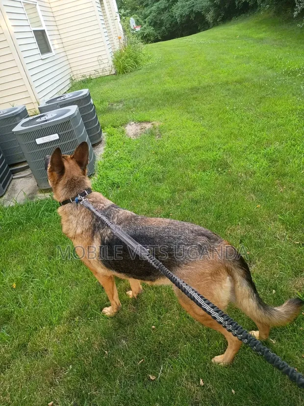 6-12 Month Male Purebred German Shepherd - 1